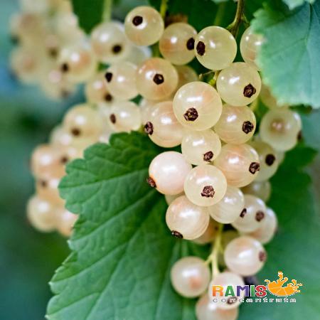White Grapes Nutrition Information